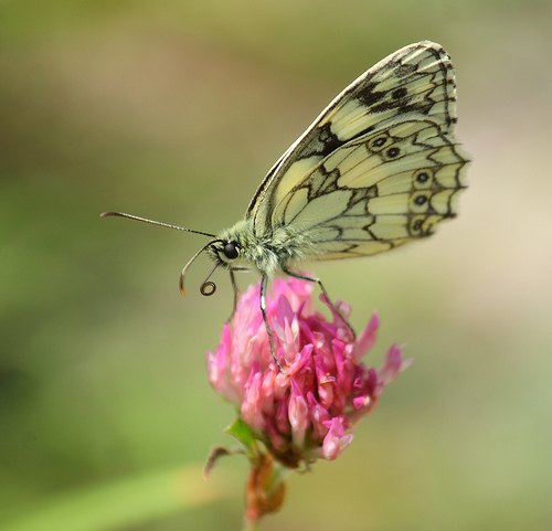 Marbled White Andrew Steele