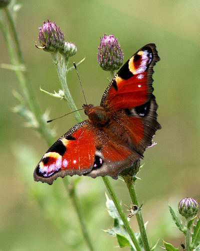 Peacock © Brian Maskell