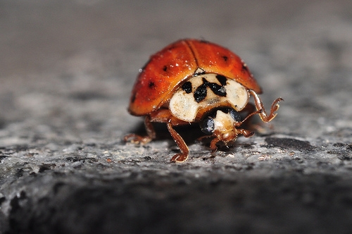 Ladybird stomp by wildlifeongo